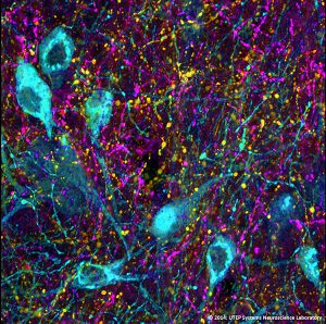 A multi-fluorescence photomicrograph showing an enlarged view of hypothalamic nerve cells at high resolution, imaged using technology located in the UTEP Systems Neuroscience Laboratory. These neurons are from the rat hypothalamus. Photo courtesy of Arshad M. Khan, Ph.D.