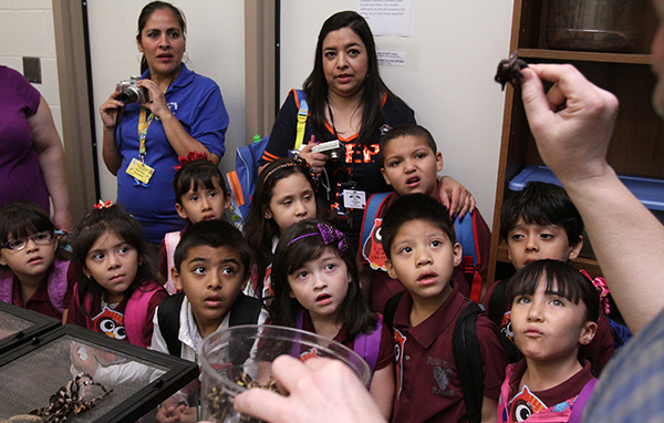 Ramona Elementary School kindergarten students learned about bugs and their role in the Earth’s ecosystem during an April 1, 2015, visit to UTEP’s Living Arthropod and Environmental Education Laboratory on the first floor of the Education Building. The goal of the presentation by Ron Wagler, Ph.D., associate professor of science education and the lab’s director, was to expand the students’ academic and professional aspirations. Photo by J.R. Hernandez / UTEP News Service