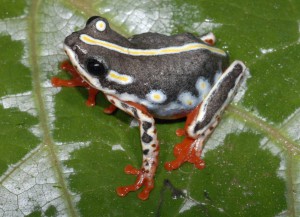 This colorful Hyperolius treefrog is an unknown, possibly new species found in flooded reeds in Katanga, Democratic Republic of the Congo. While calling for mates, these frogs emit volatile compounds from their vocal sacs, perhaps working like cologne to attract females. Photo: Eli Greenbaum