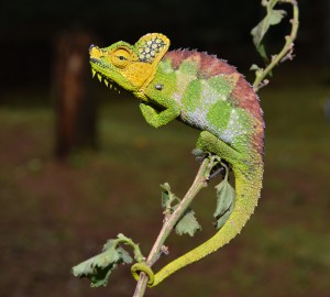 The von Hohnel's chameleon (Triceros hoehnelii) of Uganda and Kenya, Africa, will change its body color to black in the cool mornings to effectively capture the sun's heat and warm its body. Photo: Eli Greenbaum